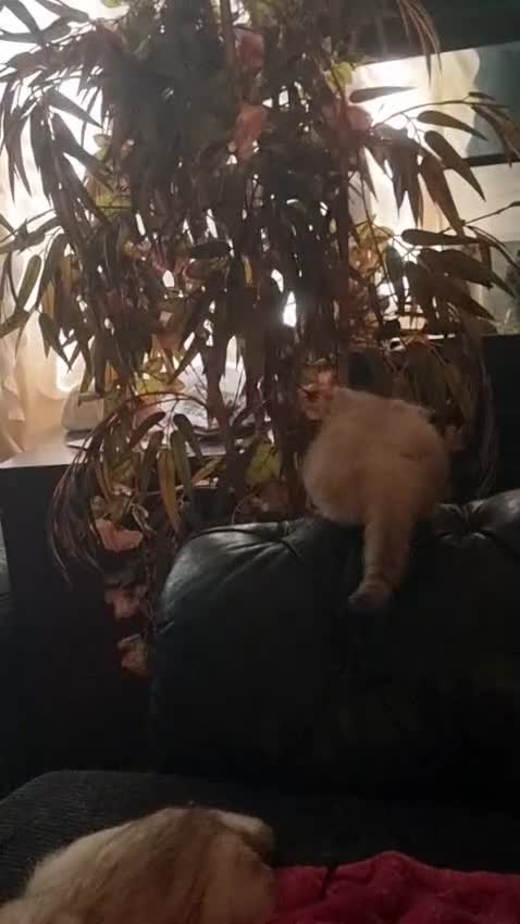 Persian cats for sale: Persian chinchilla kitten - Video 2