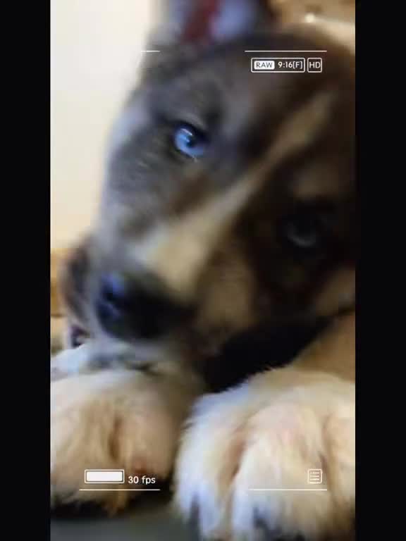 Siberian Husky dogs for sale: Stunning Husky Puppies - Video 1