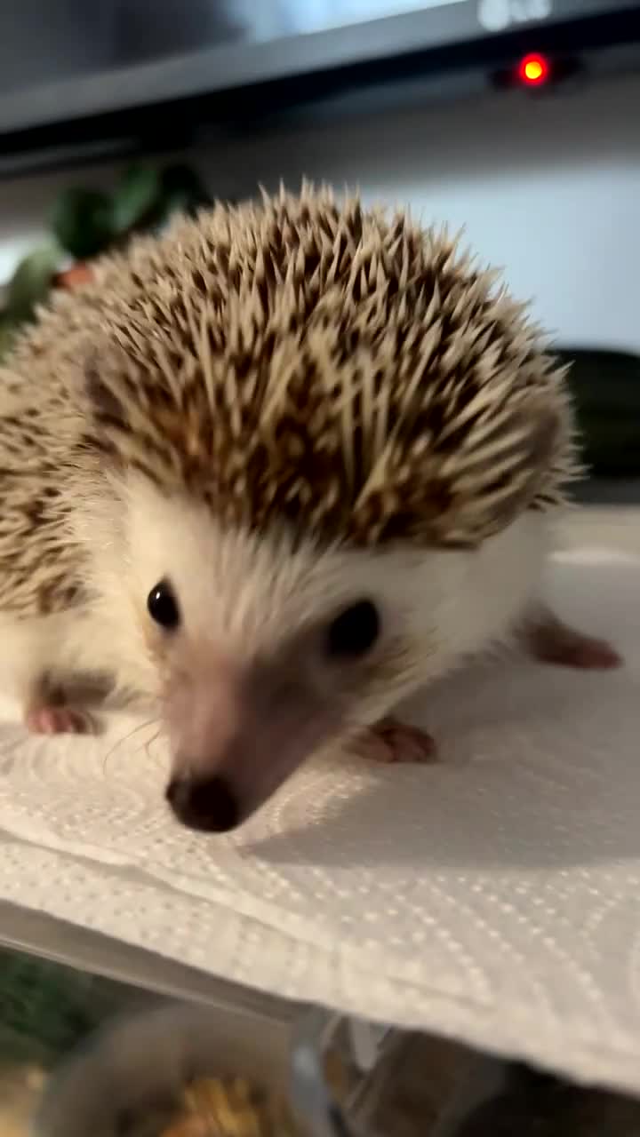 Pygmy Hedgehog rodents for sale: Milkyway - African Pygmy Hedgehog Girl for sale  - Video 2