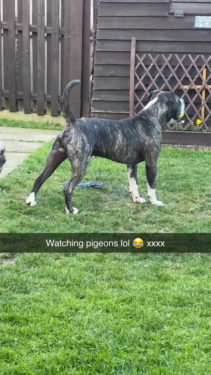 Staffordshire Bull Terrier dogs for sale: Eddie is 3 in Dec he is a gorgeous boy - Video 4