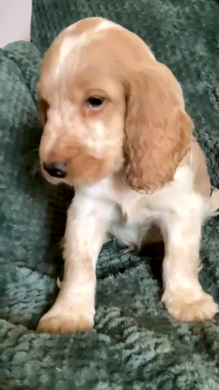 Cocker Spaniel dogs for sale: Cocker Spaniel Pups  - Video 3