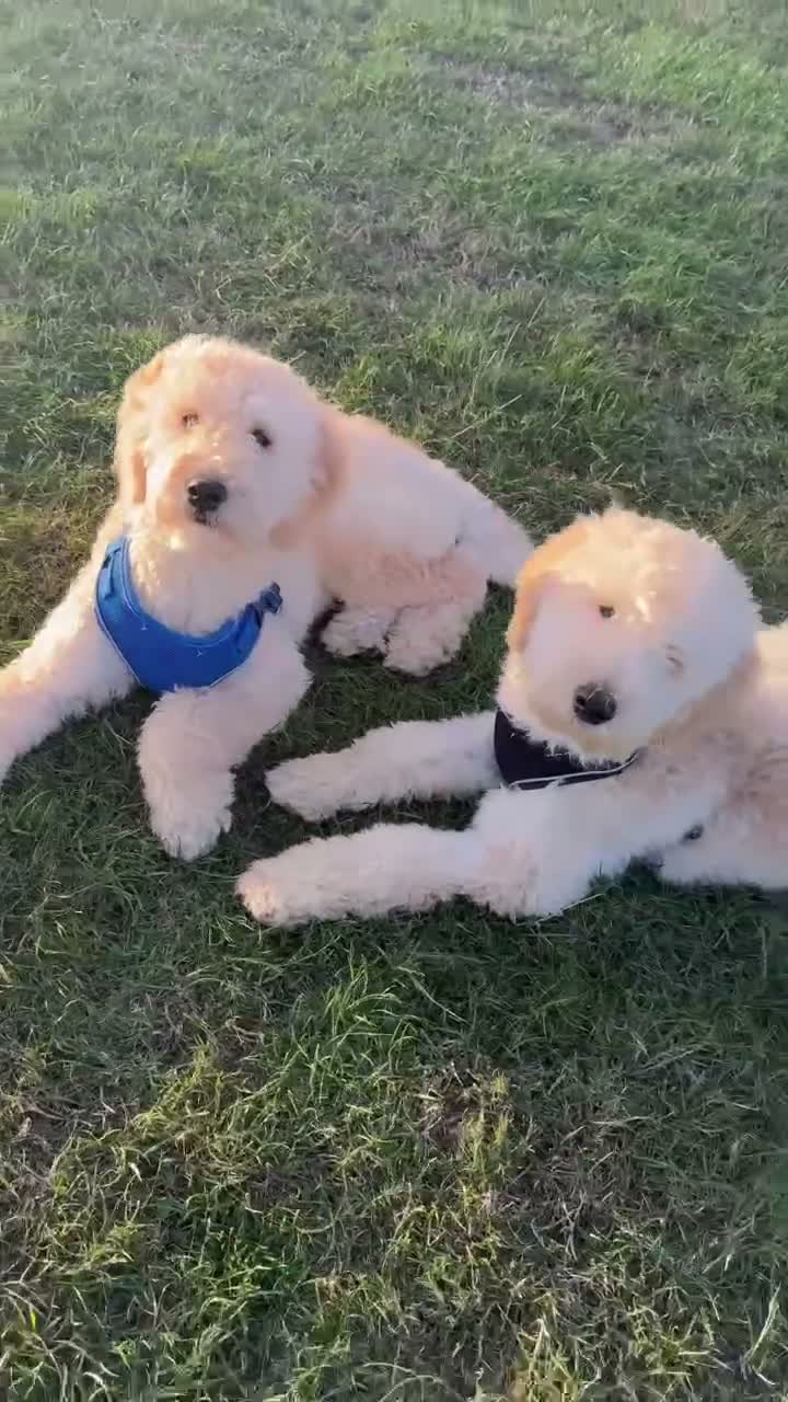 Mini Goldendoodle dogs for sale: 2 Stunning F2 Goldendoodle Brothers in Basildon - Video 1