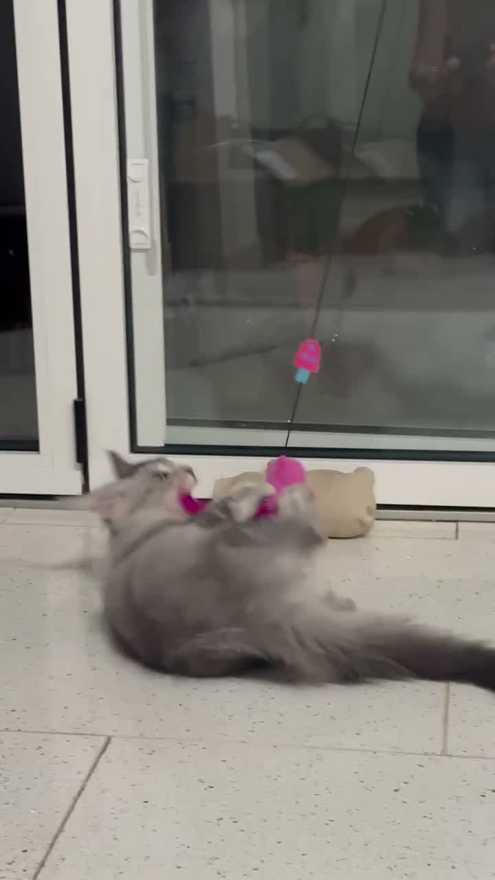 Maine Coon cats for sale: Maine Coon Kitten - Video 1