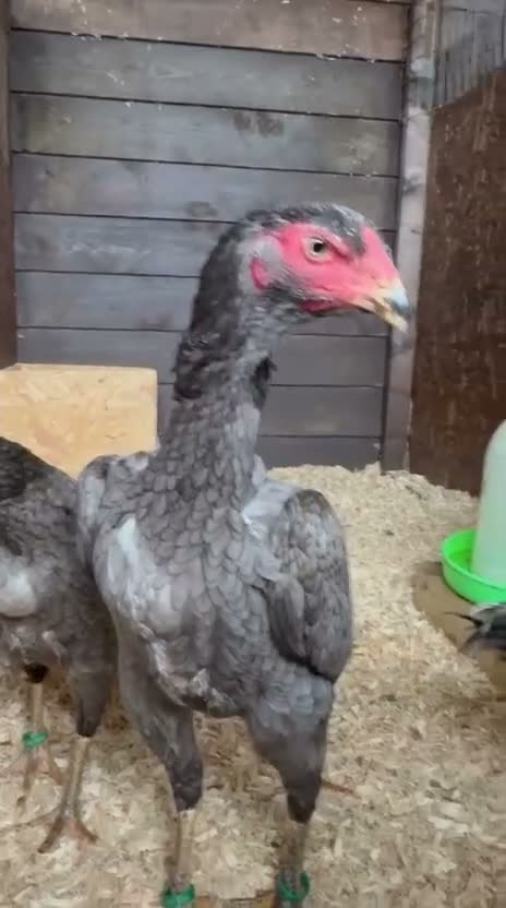 Chickens poultry for sale: Mixed O Shamo birds in Bungay - Video 2