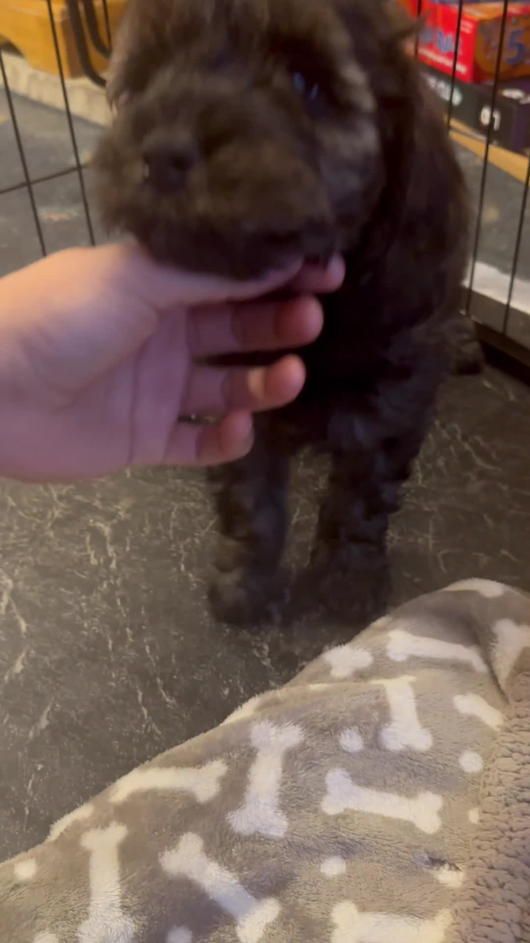 Mixed Breed dogs for sale: Cavapoo x Cockapoo puppies  - Video 1