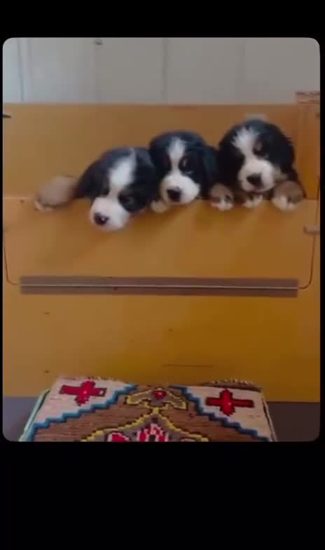 Bernese Mountain Dog dogs for sale: Kids Trained Bernese Puppies  in London - Video 3