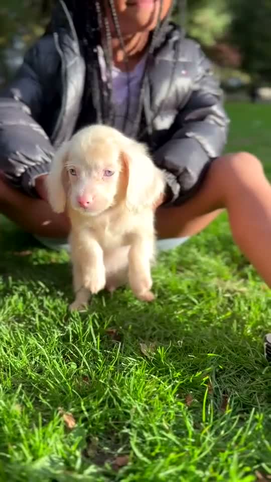 Miniature Dachshund dogs for sale: 5 Minature long haired Daxis  Looking for love  in Rugby - Video 1