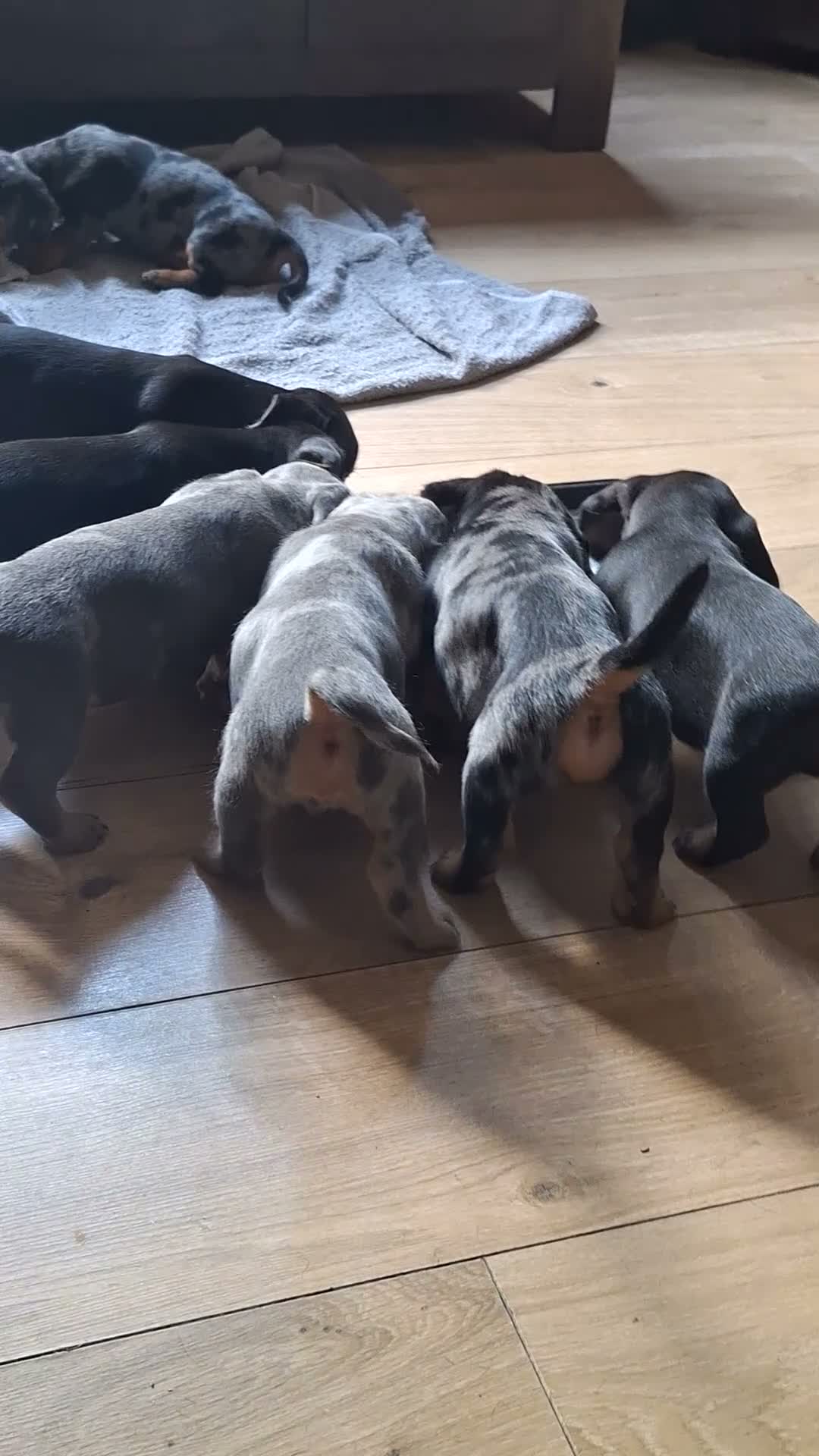 Dachshund dogs for sale: Miniature dachshund  - Video 3
