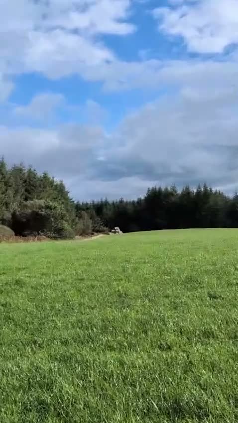 German Shepherd dogs for sale: Female German Shepard “Rain” in Welshpool - Video 1