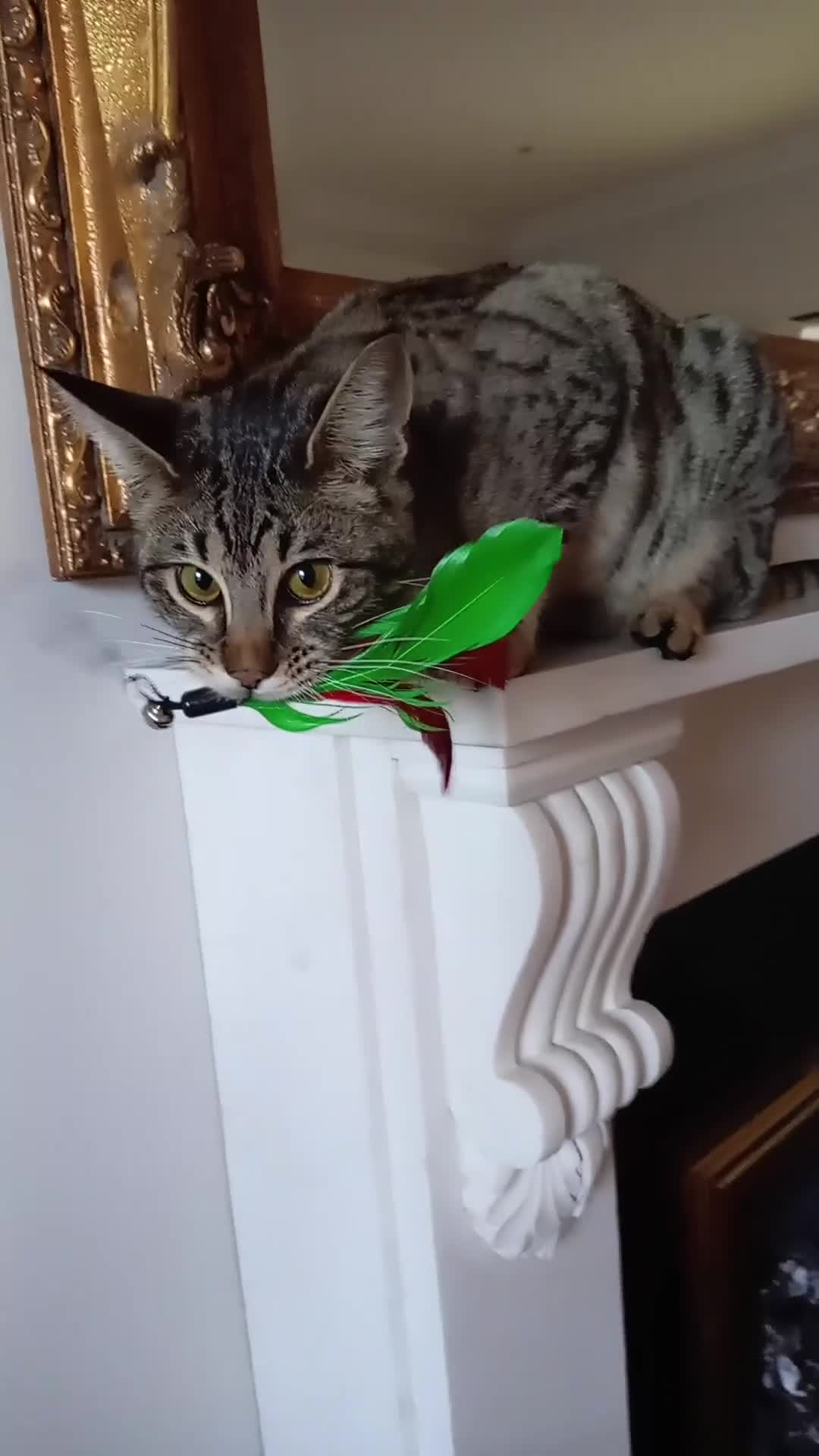 Savannah cats for sale:  Reduced Pedigree TICA Reg  F3 Savannah Female. in Darlington - Video 3