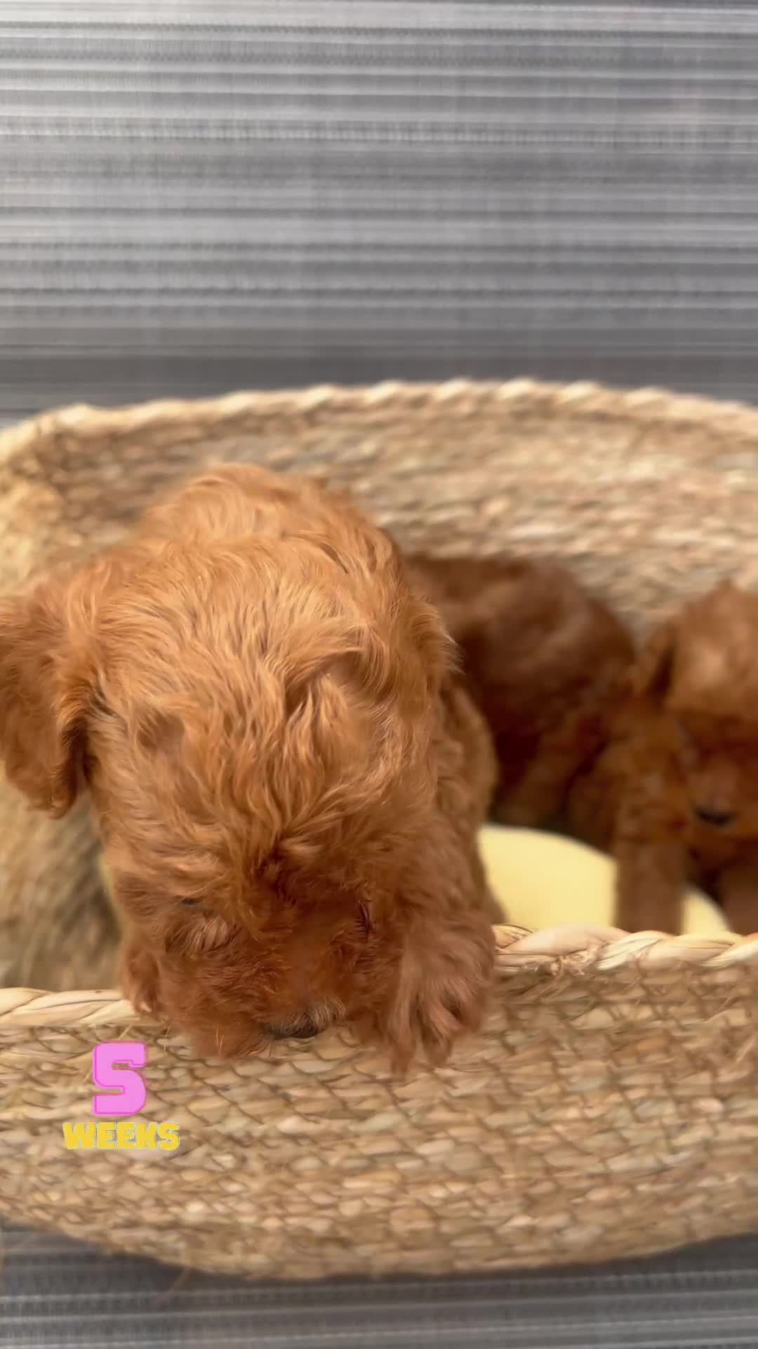 Toy Poodle dogs for sale:  🐩✨ Exceptionally Tiny Red Toy Poodles ✨🐩 - Video 3