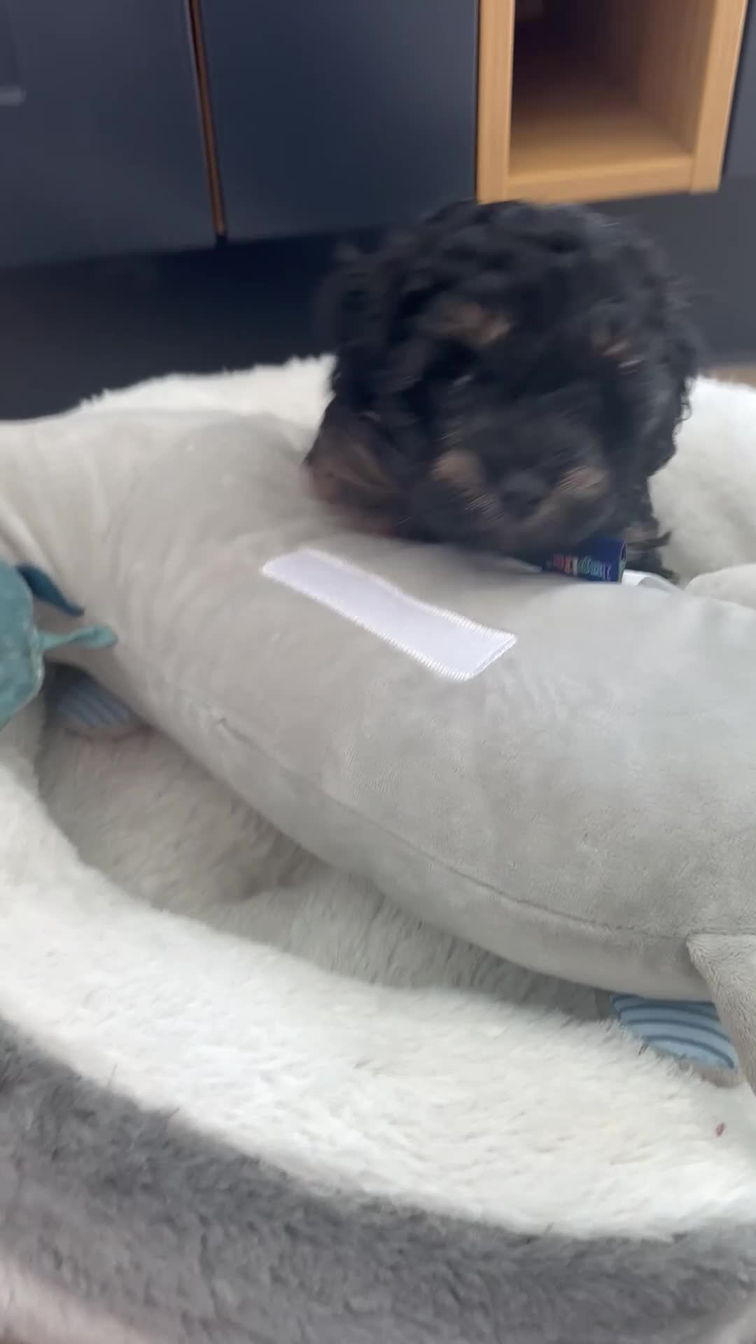 Maltipoo dogs for sale: 💎 READY NOW LAST PHANTOM BOY MALTIPOO 💎 - Video 2