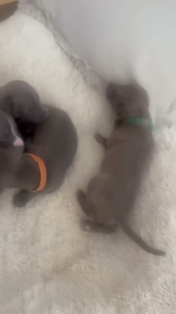 Italian Greyhound dogs for sale: Stunning litter of Italian greyhounds  in Stanley - Video 1