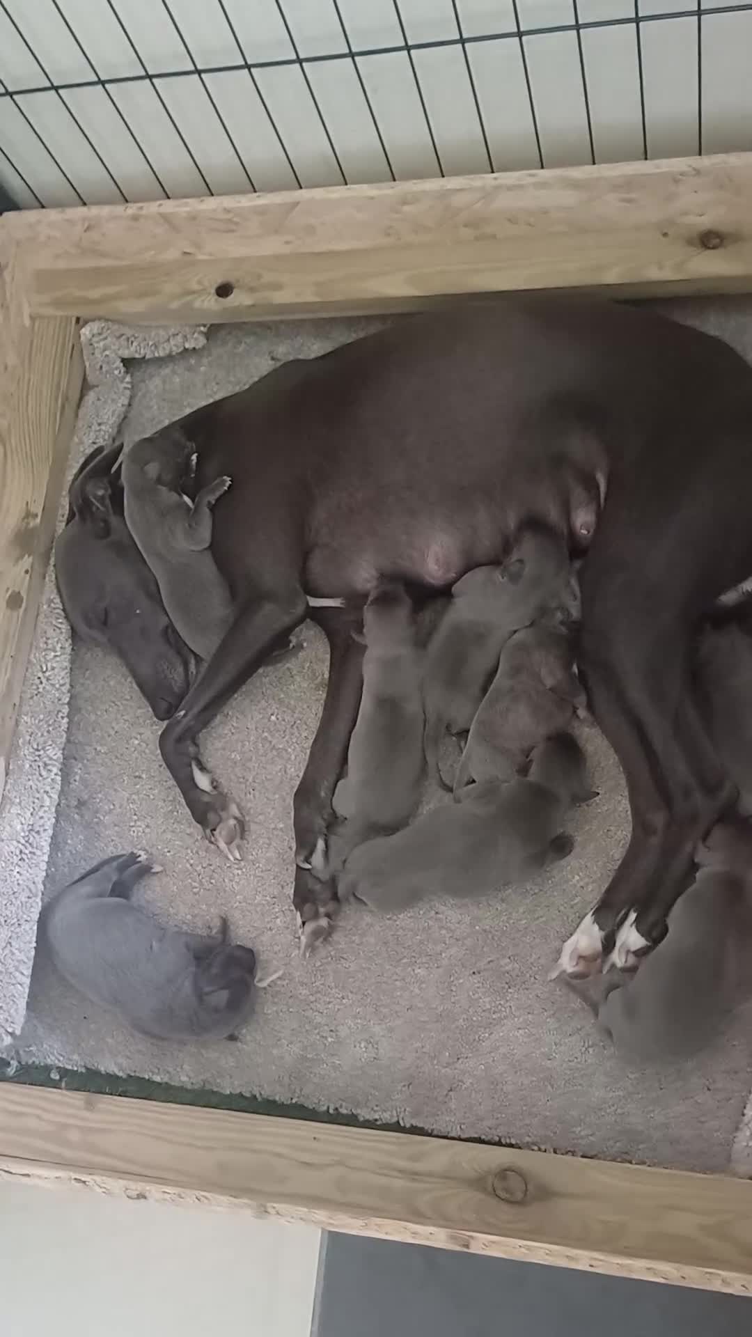 Whippet dogs for sale:  WHIPPET BABY'S (not kc reg) - Video 1