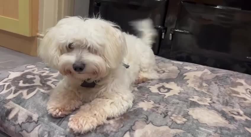 Coton De Tulear dogs for sale: 9 Month Female Thoroughbred Coton De Tuleur  - Video 1