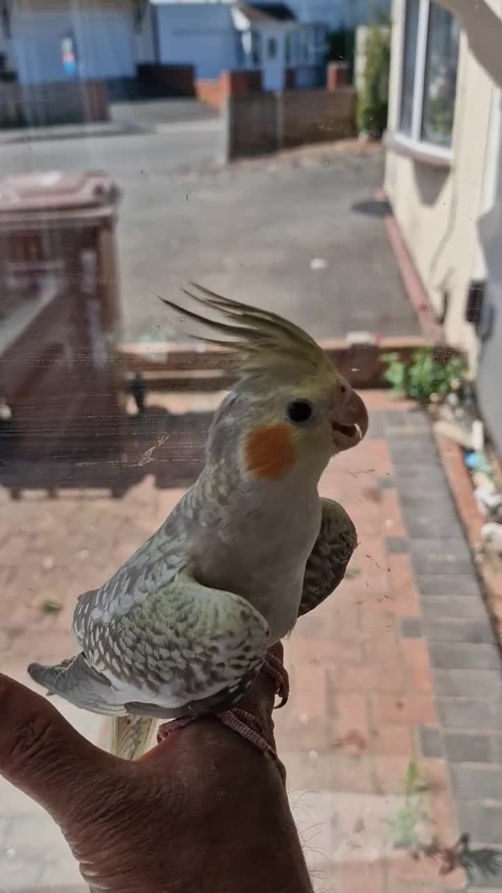 Cockatiels birds for sale: Super silly tamed baby cockatiels  - Video 1