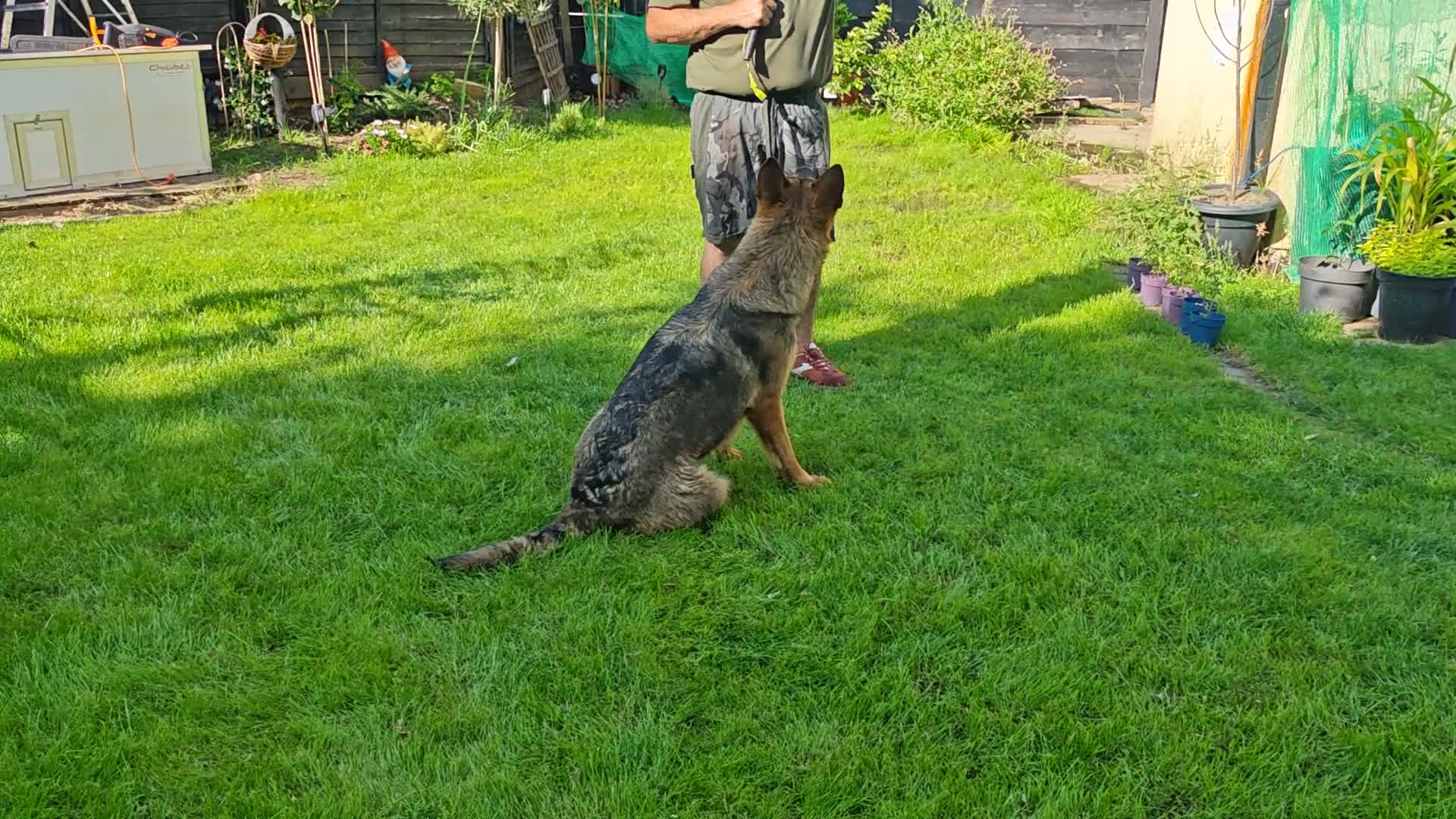 German Shepherd dogs for sale: German shepherd Female 2 Years old  - Video 1