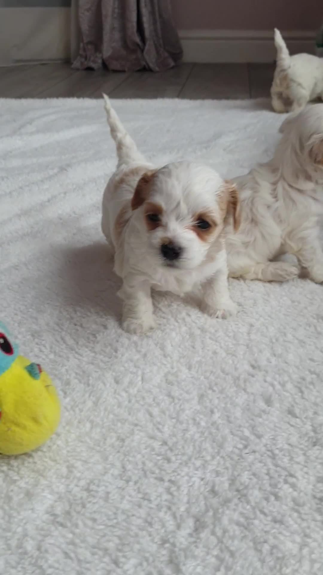 Maltipoo dogs for sale: 6 Pedigree Club registered Maltipoo puppies - Video 4