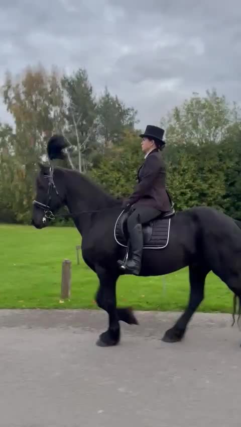Friesian horses for sale: Friesian gelding 16.1h kfps registered 17 years  - Video 1