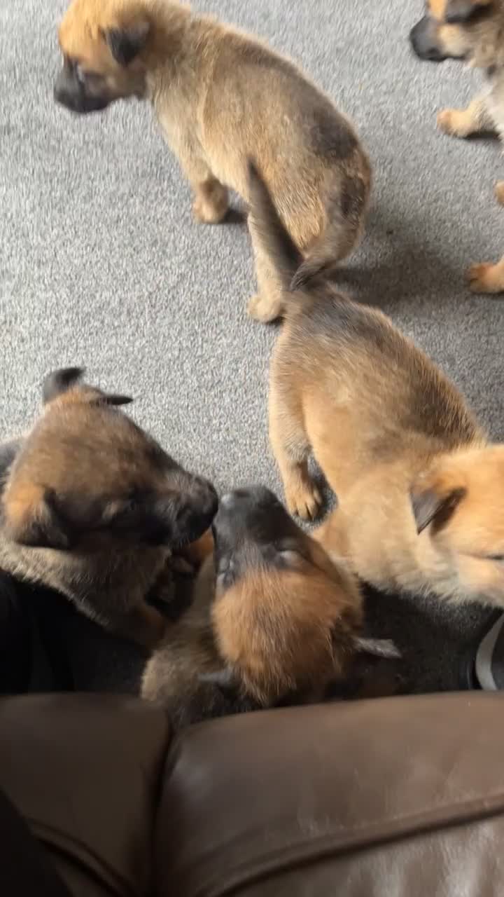 Mixed Breed dogs for sale: German Malinois - Video 2