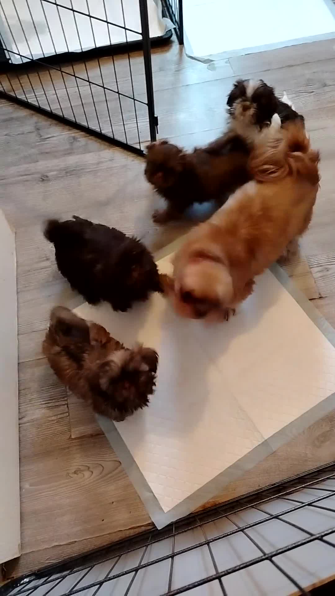 Shih Tzu dogs for sale: Beautiful imperial shih tzu babies  - Video 1