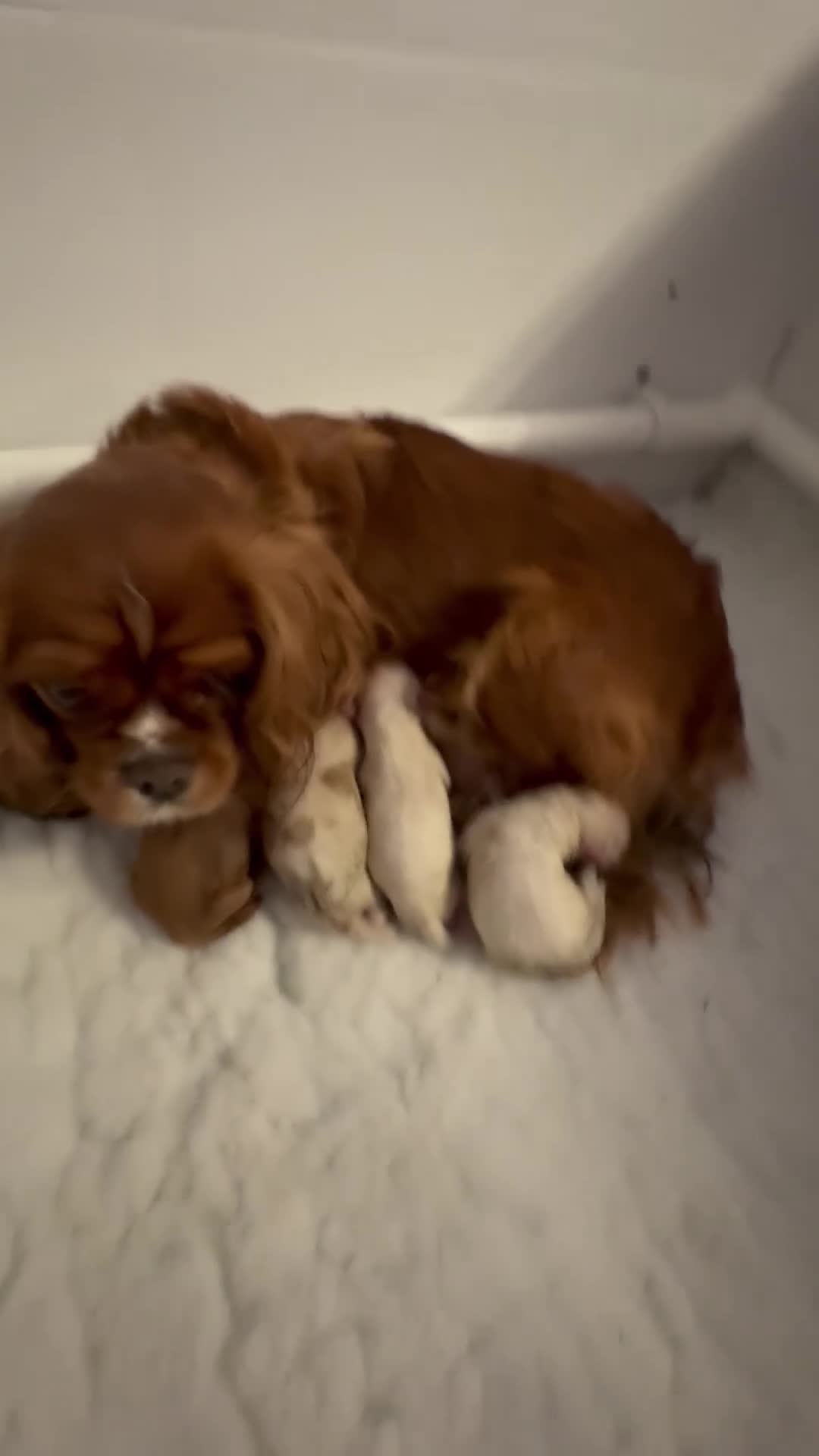 Cavapoo dogs for sale: ⭐ F1 Health tested Cavapoos⭐ - Video 1