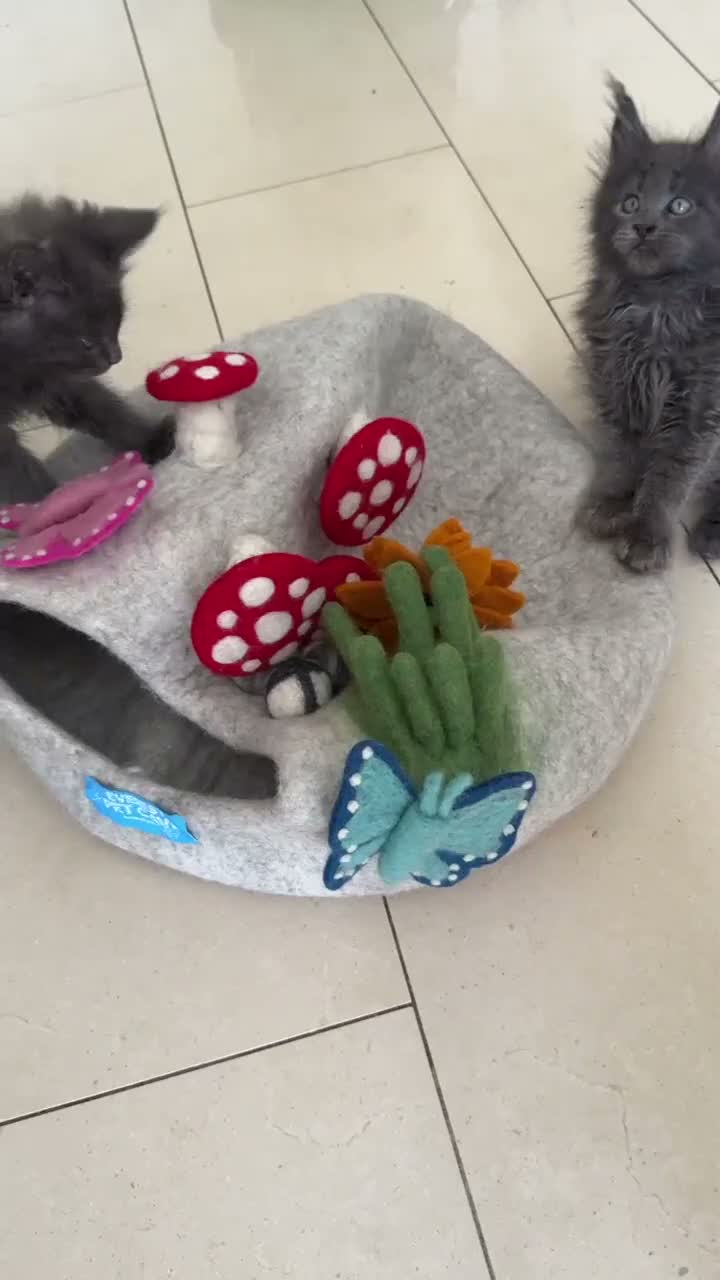Maine Coon cats for sale: GCCF Rarely Available Mackerel XXLRussianBloodline - Video 3