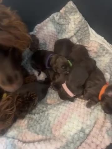 Mixed Breed dogs for sale: cockapoo chons  - Video 1