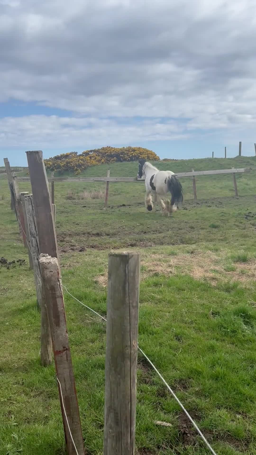 Irish Cob horses for sale: Bella Twix in Newbiggin-by-the-Sea - Video 4