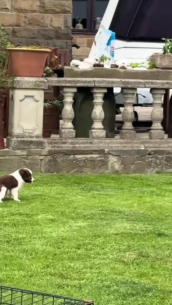 Border Collie dogs for sale: Quality Red & White Border Collie Puppies - Video 2