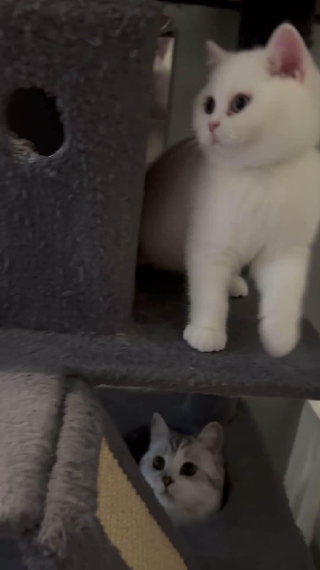 British Shorthair cats for sale: ⭐️GCCF registered British shorthair kittens⭐️ - Video 2