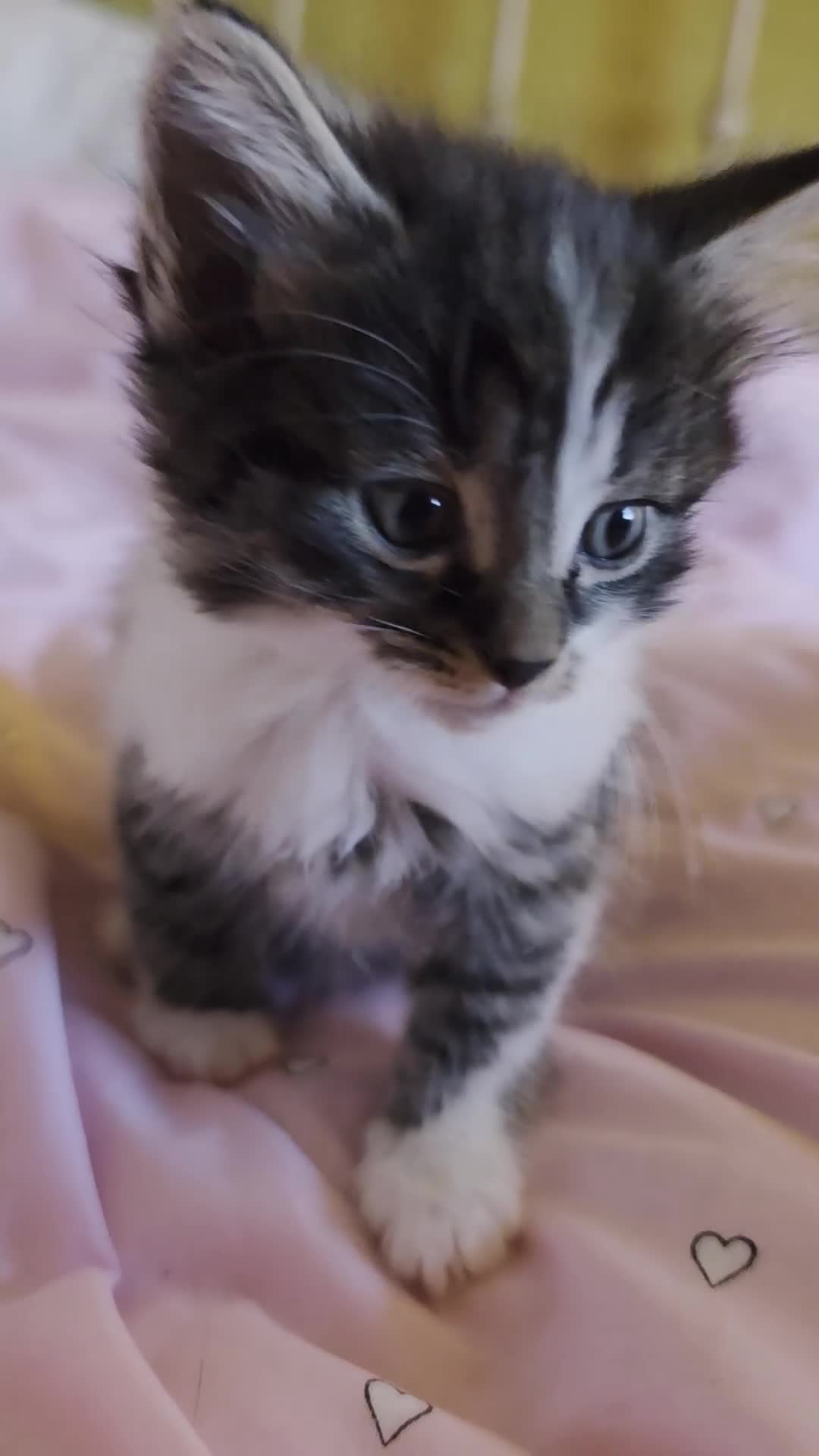 Mixed Breed cats for sale: 1/4 Maine coon kittens in Wolverhampton - Video 1
