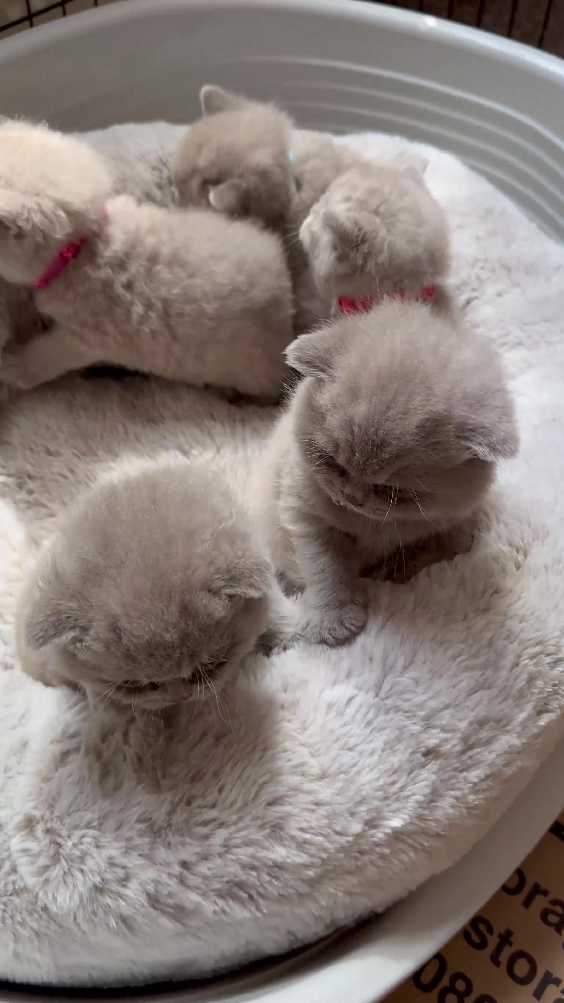 British Shorthair cats for sale: British Shothair Lilac - Video 1