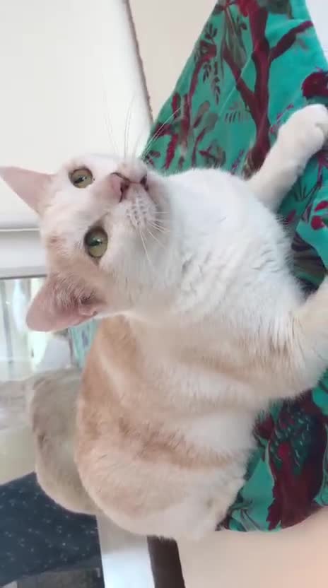 Mixed Breed cats for adoption: NOODLE - AMAZING FURPATTERN AFECTIONATE FUN HAPPY  - Video 1