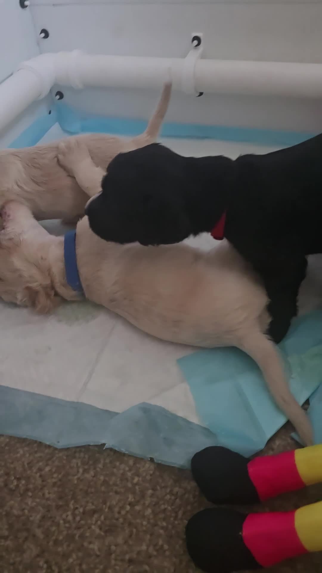 Cocker Spaniel dogs for sale: Cocker spaniel puppies 🐶  - Video 1
