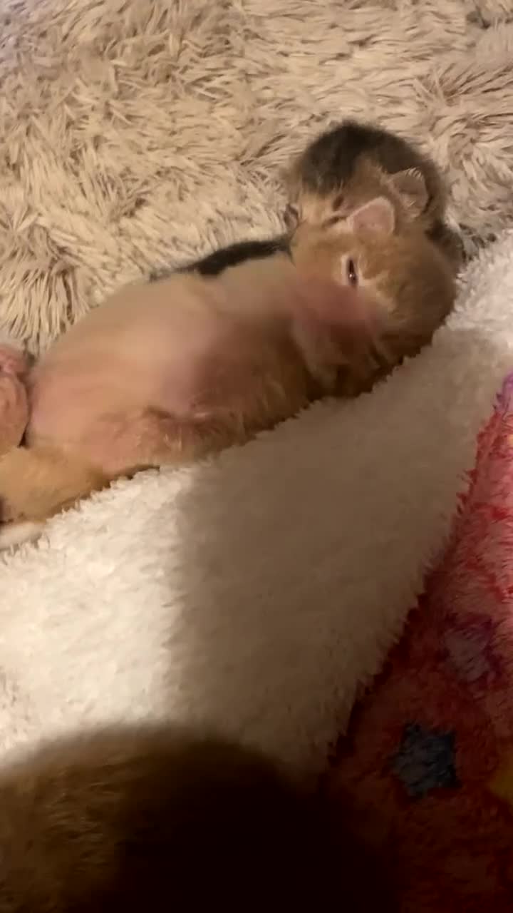 Abyssinian cats for sale: Abyssinian kittens 🐾 - Video 2