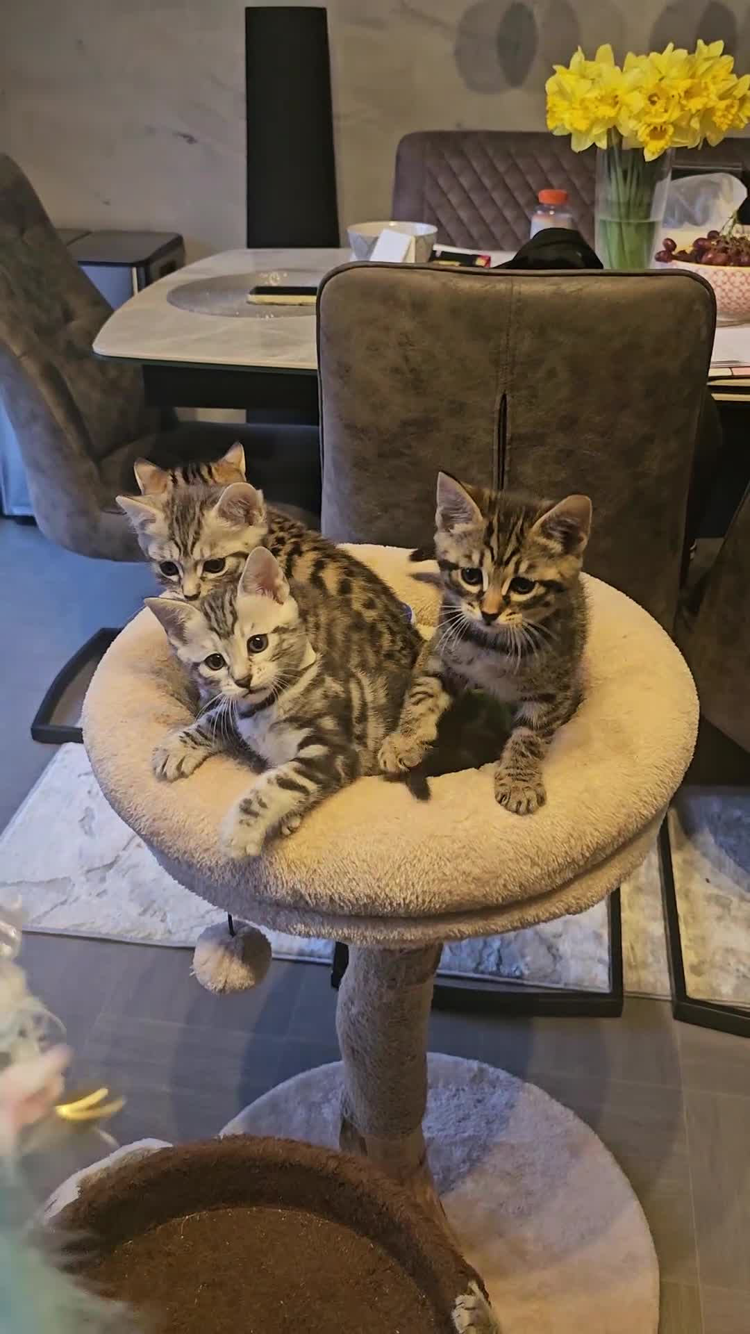 Savannah cats for sale: F3 Savannah Kittens for Sale - Video 1
