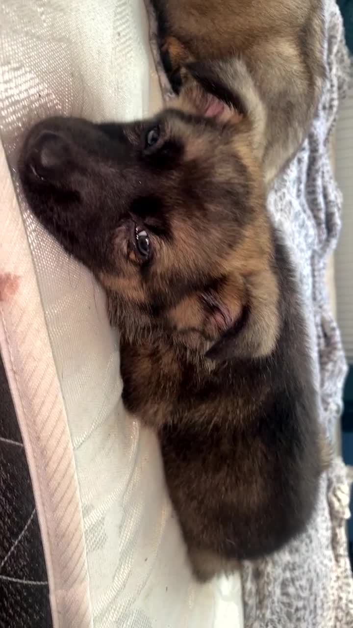 German Shepherd dogs for sale: Female German shepherds  - Video 2