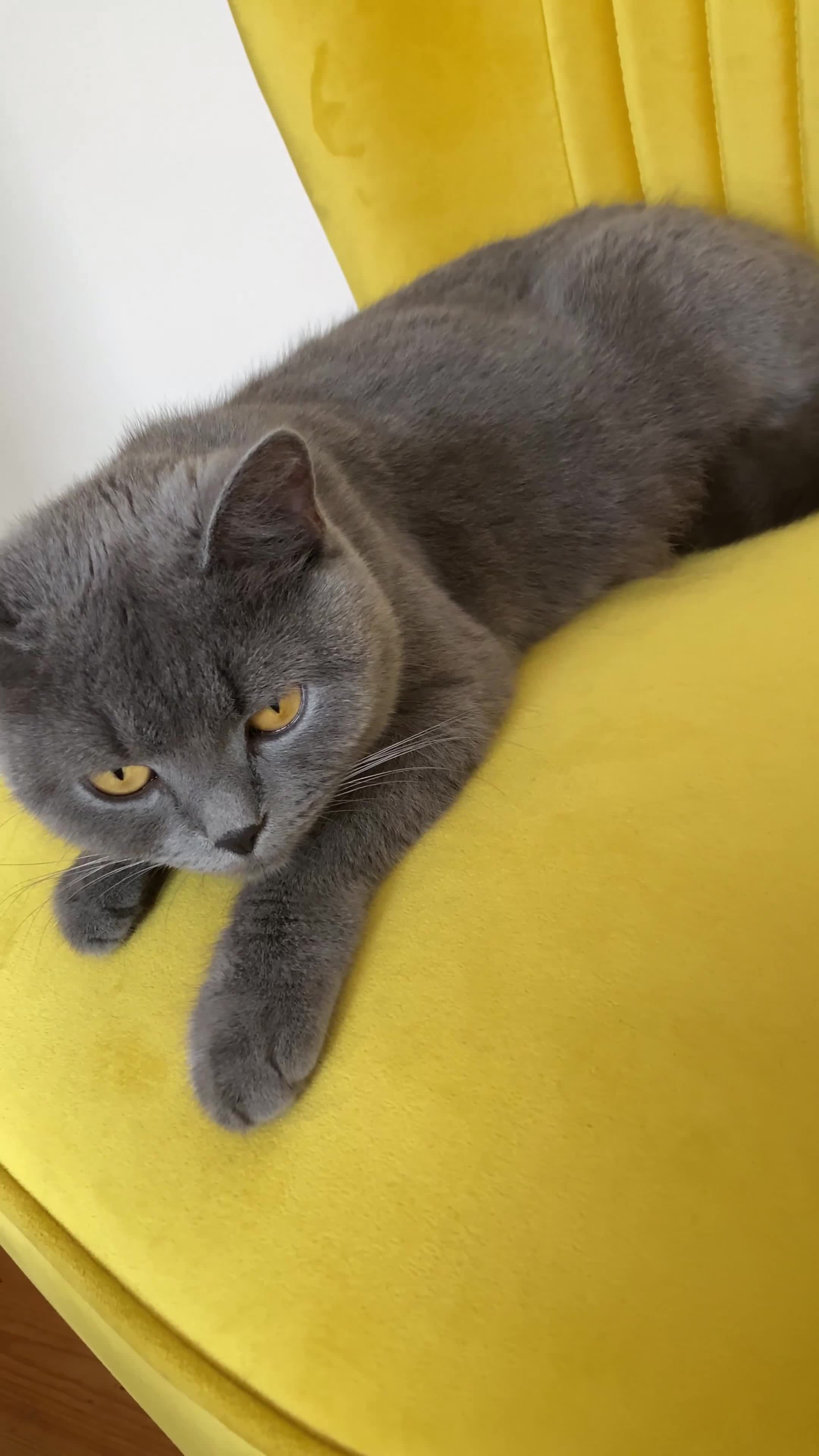 British Shorthair cats for sale: British Shorthair kittens to reserve  - Video 1