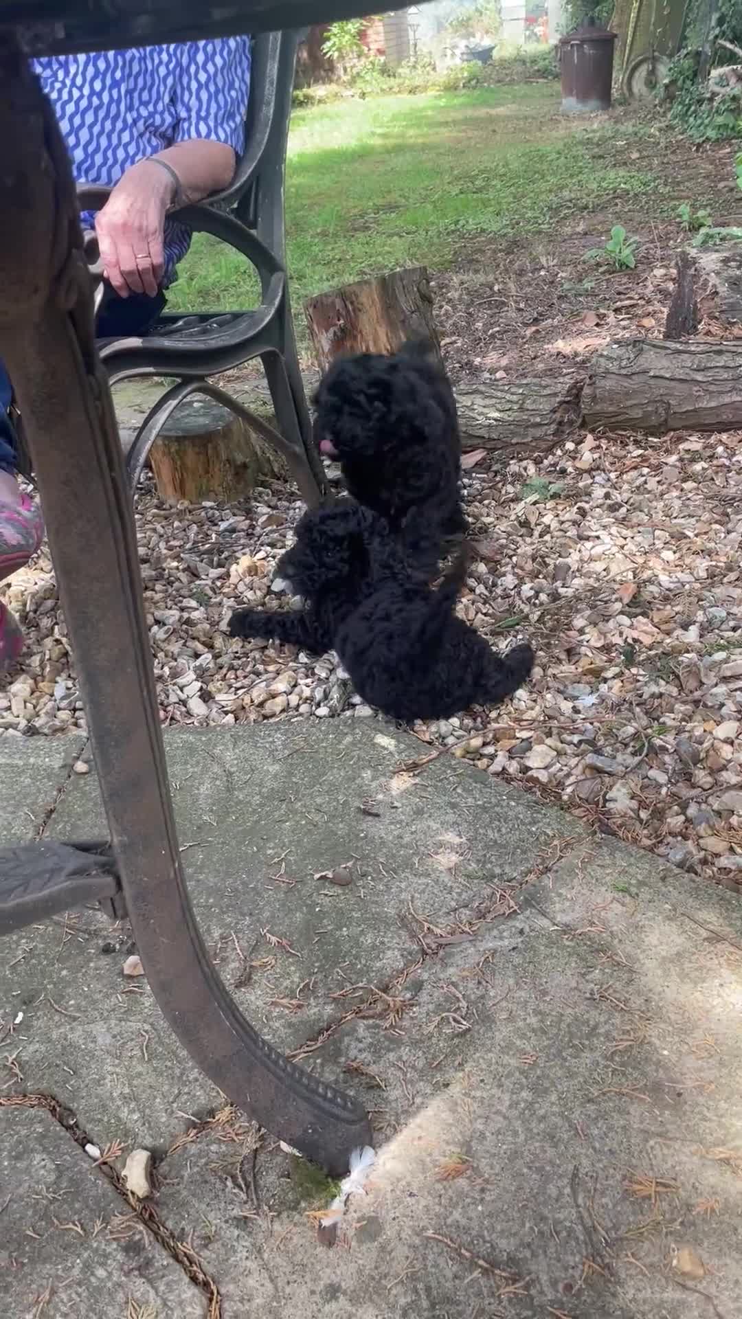 Cockapoo dogs for sale: Cockapoo puppies - Video 5