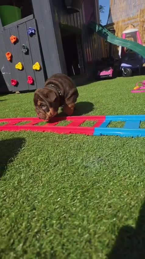 English Bulldog dogs for sale: Litter of bulldogs  - Video 1