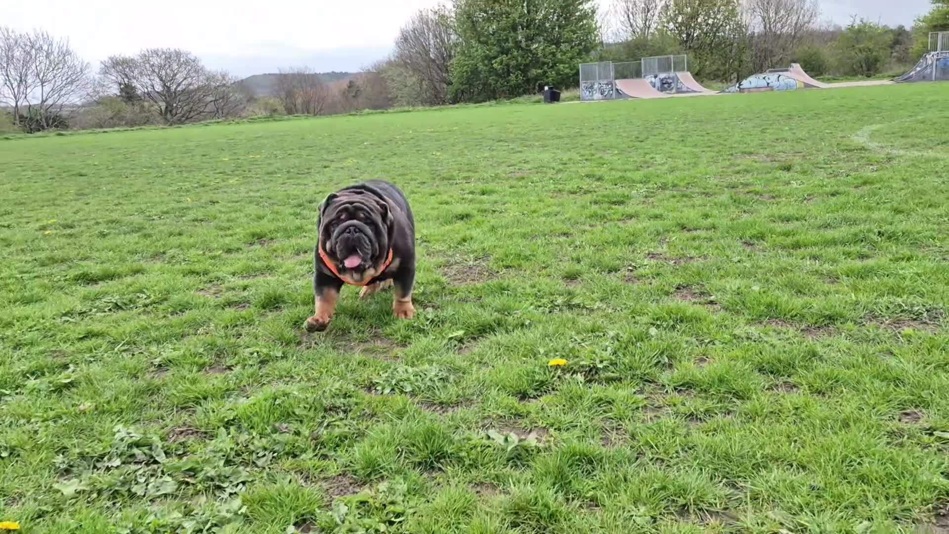 English Bulldog dogs for stud: PROVEN KC Blue & Tan Bulldog for Stud - Video 1