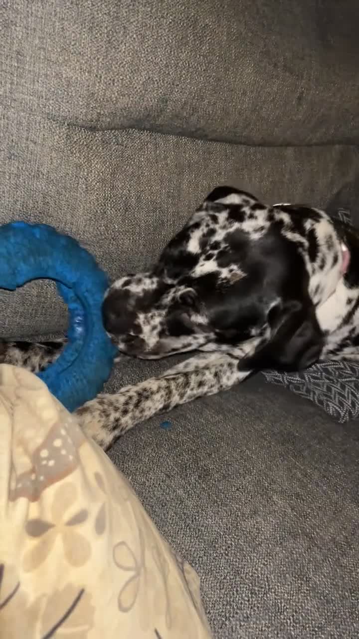 Mastiff dogs for sale: Rare merle English mastiff girl in Saint Austell - Video 4