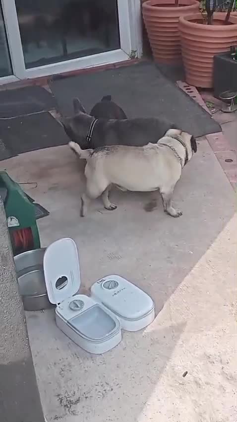 French Bulldog dogs for sale: Lorenzo frenchbulldog for sale  - Video 2