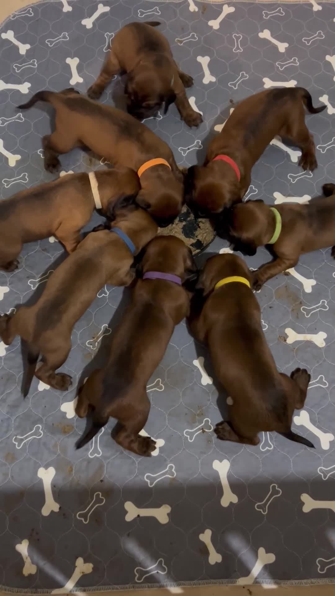 Bavarian Mountain Hound dogs for sale: Bavarian Mountain Hound KC registered  - Video 1