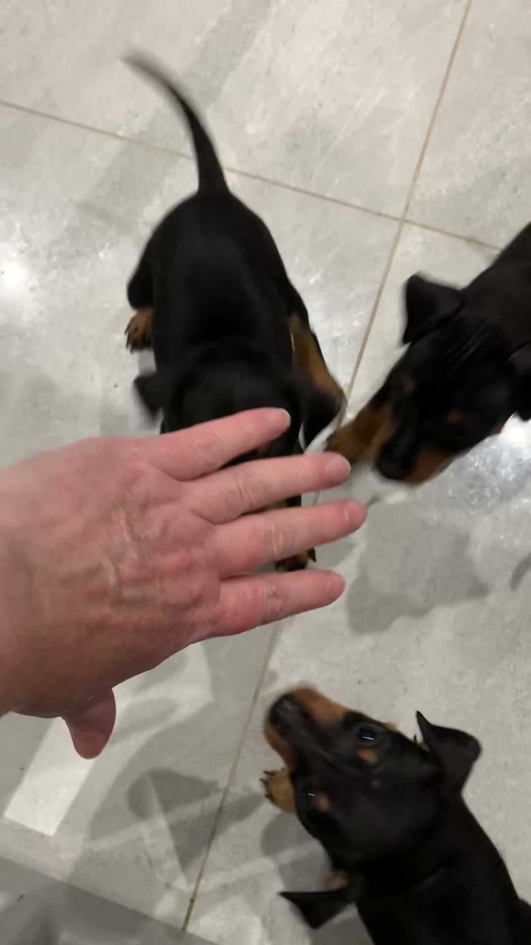 Miniature Pinscher dogs for sale:  Beautiful Purebred Miniature Pinscher Puppies  in Wakefield - Video 2