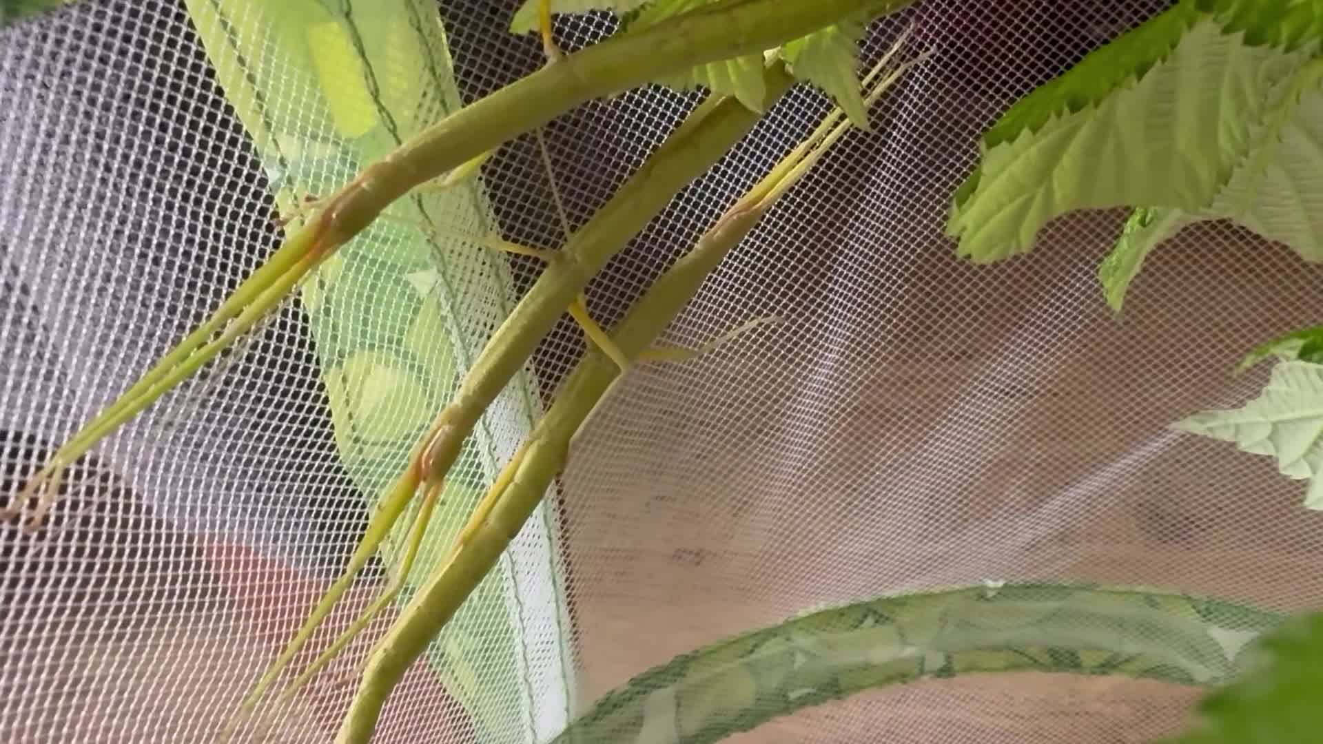 Stick Insects invertebrates for sale: Indian Stick Insect Eggs in Manchester - Video 1