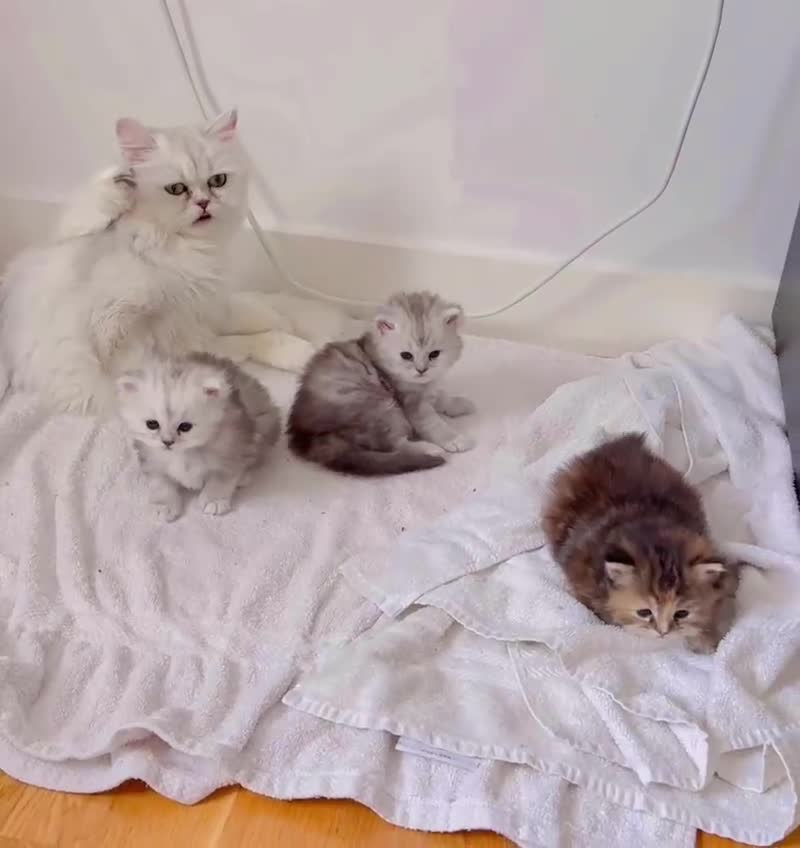 Persian cats for sale: Persian X Ragdoll Kittens in London - Video 1