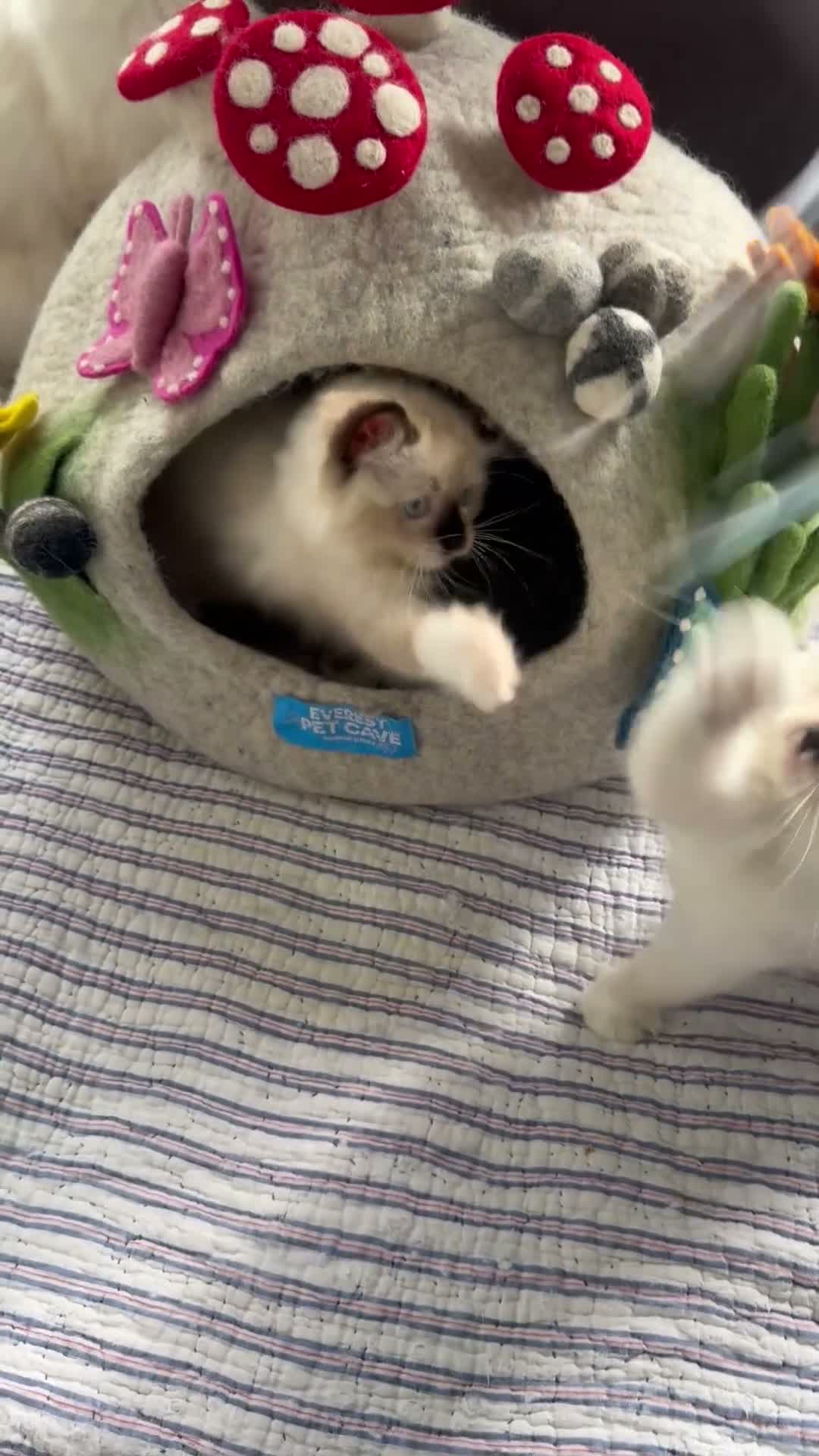 Ragdoll cats for sale: Stunning ragdolls kitten 🥰 - Video 3