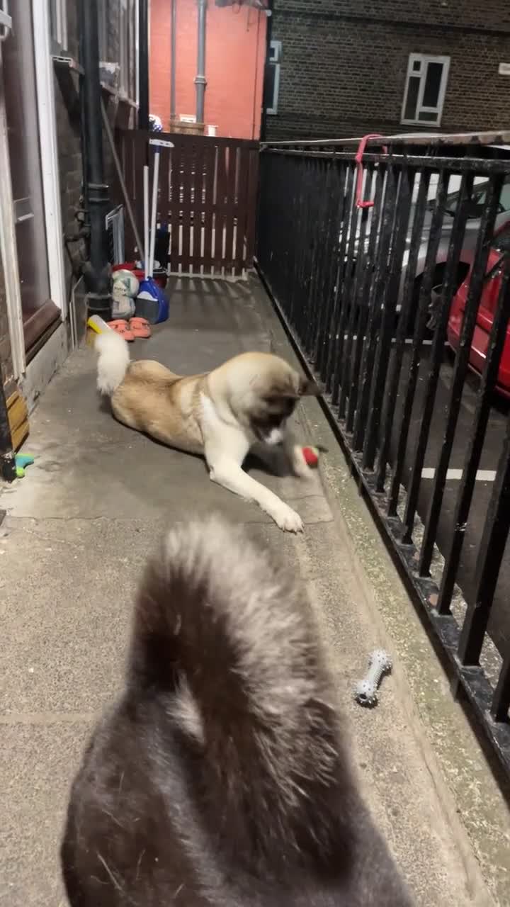 Akita dogs for sale: American Akita for adoption - Video 3